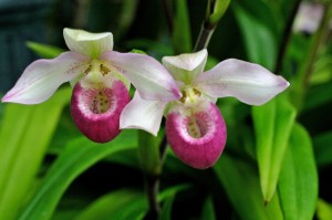 The Lady Slipper, which became the official flower of the province of Prince Edward Island in 1947
